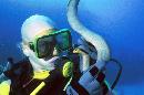 Diving With Sea Snakes